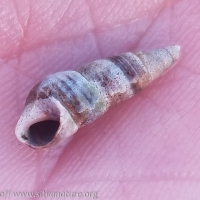 Threaded Snail (Neostylidium eschrichtii) Shell