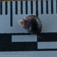 Snail (Littorina plena)