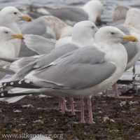 Cook Inlet Gull