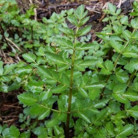 Water Parsley (Oenanthe sarmentosa)
