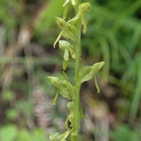 Orchid (Platanthera sp)