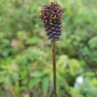 Common Burnet (Sanguisorba  officinalis) Flower