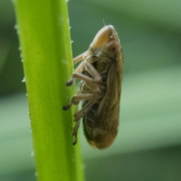 Meadow Spittlebug (Philaenus spumarius)