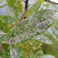 Willow Leaf (Salix sitchensis)