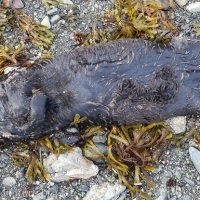 Deceased Sea Otter