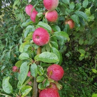 Apple Crop