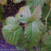 Salmonberry Leaf