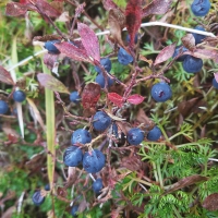 Dwarf Blueberries (Vaccinium cespitosum)