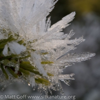Frost Crystals