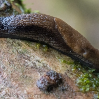 Taildropper Slug (Prophysaon sp)