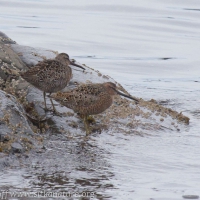 Dowitchers