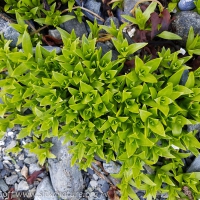 Beach Greens (Honckenya peploides)