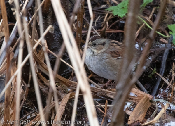 Swamp Sparrow