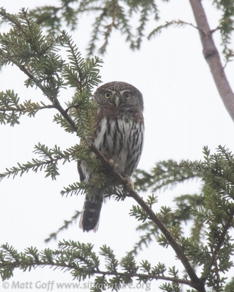 Northern Pygmy-Owl