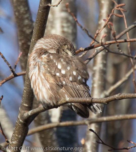 Northern Saw-whet Owl