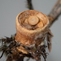 Birds Nest Fungus (Crucibulum sp)