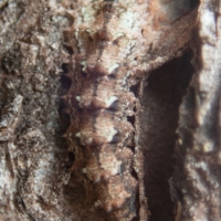 Syrphid Larva