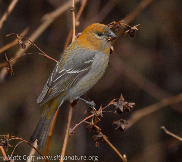 Pine Grosbeak