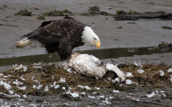 Bald Eagle Feeding