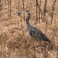 Heron with Vole
