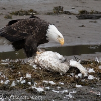 Bald Eagle Feeding