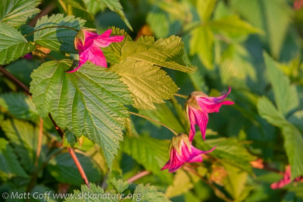 Salmonberry (Rubus spectabilis) flowers