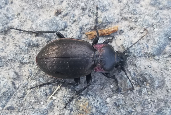 Ground Beetle (Carabus nemoralis)