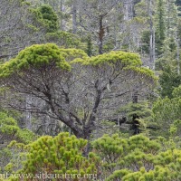 Shore Pine (Pinus contorta)