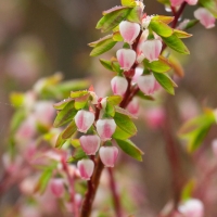 Early Blueberry Flowers