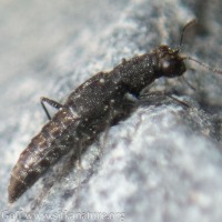 Beetle (Stenus sp)
