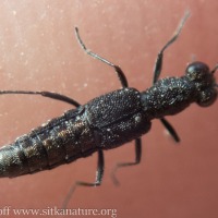 Beetle (Stenus sp)