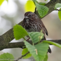 Adult Female Song Sparrow