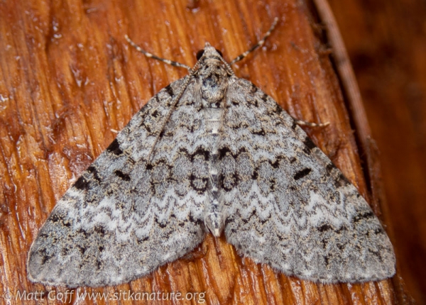 Double-banded Carpet (Spargania magniolyta)