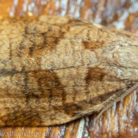Rose Tortrix Moth (Archips rosana)