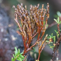 Dwarf Mistletoe (Arceuthobium tsugense)