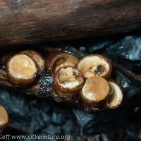 Bird's Nest Fungus (Crucibulum laeve)