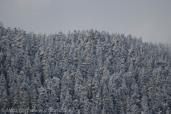 Snowy Forested Slopes