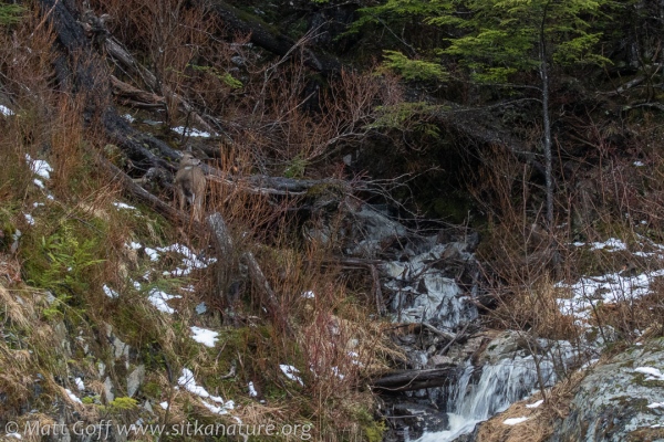 Sitka Black-tailed Deer