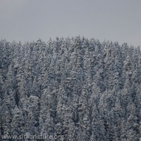 Snowy Forested Slopes