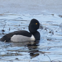 Male Ring-necked Duck at Swan Lake