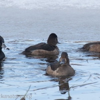 Ring-necked Ducks at Swan Lake