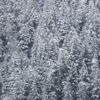 Snow-covered Forest