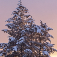 Snow-covered Trees at Sunset