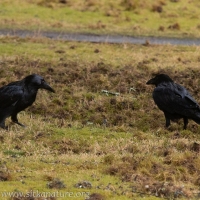 Ravens working lawn
