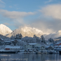 Snow-covered Sitka