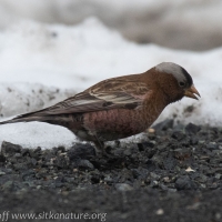 Gray-crowned Rosy-Finch