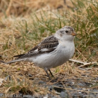 Snow Bunting on old Airport Road