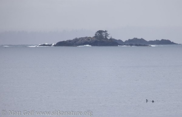 Pelagic Cormorants