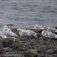 Gulls at Eagle Way Beach
