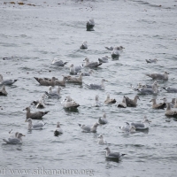 Feeding Gulls